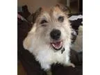 Adopt Chester a Fox Terrier Jack Russell Terrier