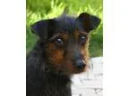 Free Coon Hunting Dog