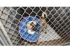 Adopt NISSAN a TanYellowFawn - with Black Pug  Beagle  Mixed dog
