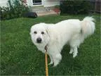 Adopt Samson a White Great Pyrenees  Mixed dog in Kyle TX (15441