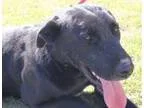 Adopt Lou a Labrador Retriever