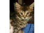 Adopt Waverly - ADOPTED a Domestic Long Hair