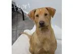 Adopt Heart a Shar Pei