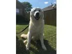 Adopt Riggs a White Great Pyrenees  Mixed dog in Winter Park CO 