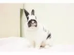 Adopt Gamma a Bunny Rabbit Bunny Rabbit