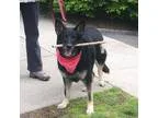 Adopt Daisy a Black - with Gray or Silver German Shepherd Dog  M