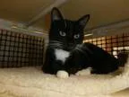 Adopt Indy a Standardbred