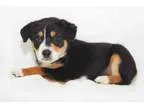 Adopt Peeta a Hound