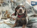 i need a free  puppydog