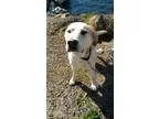 Adopt Olaf a TanYellowFawn Labrador Retriever  Akita  Mixed dog 