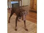 Adopt Stuart a BrownChocolate - with Tan Doberman Pinscher  Mixe