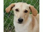 Adopt Chloe a TanYellowFawn Labrador Retriever  Mixed dog in Can