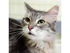 Adopt Pretty Girl a Domestic Longhair  Mixed cat in St. Petersbu
