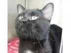 Adopt Slate a Domestic Shorthair Mixed cat in Brougham ON (