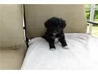 8-12 lb Aussiedoodle(health genetic tested)