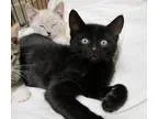 Adopt Fig a All Black Domestic Shorthair (short coat) cat in Cra