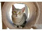 Adopt Holly a Gray Blue or Silver Tabby Domestic Shorthair (shor