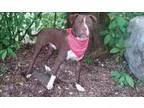 Adopt Hershey a Pit Bull Terrier