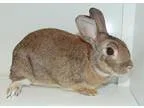Adopt Jack a Bunny Rabbit