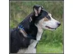 Adopt Lab Mix Puppies - Litter of 8 a Black - with Tan Yellow or