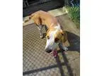 Adopt Jack a White - with Tan Yellow or Fawn Treeing Walker Coon