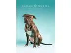 Adopt Gizmo a Pit Bull Terrier