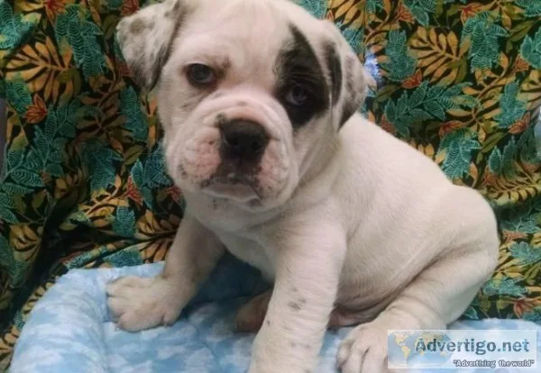 Olde English Bulldogge-Microchip- Puppy Kit-Registerable