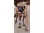 Adopt Gillian a Mastiff