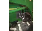 Adopt Thurston Howell III a American Shorthair  Mixed (short coa