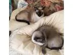 Adopt Lola and Spike a Gray or Blue Siamese (short coat) cat in 