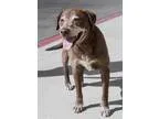 Adopt Oscar a Chocolate Labrador Retriever