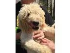 Adopt Bender a Poodle