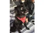 Adopt Emmitt a Spaniel