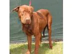 Adopt Jolie a Black - with Tan Yellow or Fawn Shepherd (Unknown 