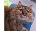 Adopt LUCYKINS - THE LAP CAT a Domestic Long Hair