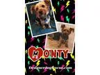 Adopt Monty a TanYellowFawn - with Black Silky Terrier  Mixed do