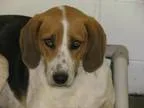 Adopt Lillian a Foxhound