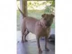 GOLDEN DOODLE English Bred Male F 1