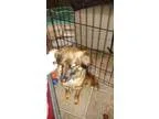 Adopt Nina a RedGoldenOrangeCh estnut - with Black Sheltie