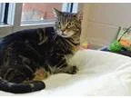 Adopt Smithers a Brown Tabby Domestic Shorthair  Mixed (short co