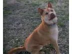 Adopt Chub Chub a TanYellowFawn Chow Chow  Jindo  Mixed dog in B