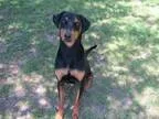 Adopt Darcy A131484 a Doberman Pinscher