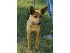 Adopt Bingo a Australian Cattle Dog (Blue Heeler)