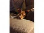 Adopt REESE a Dachshund Jack Russell Terrier