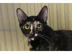Adopt SPLASH a All Black Domestic Shorthair  Mixed cat in Kyle T