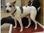 Adopt Jasper a Jack Russell Terrier