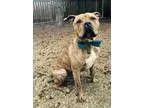 Adopt Marty a Pit Bull Terrier