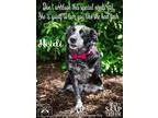 Adopt Heidi a Black - with White Border Collie  Mixed dog in New