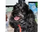 Adopt Kipper a Black Shih Tzu  Mixed dog in Spokane WA (15439489