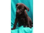 Adopt Ford a Black Labrador Retriever  Mixed dog in Waldorf MD (